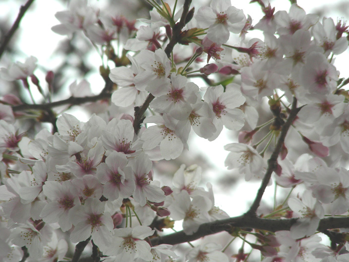 sakura